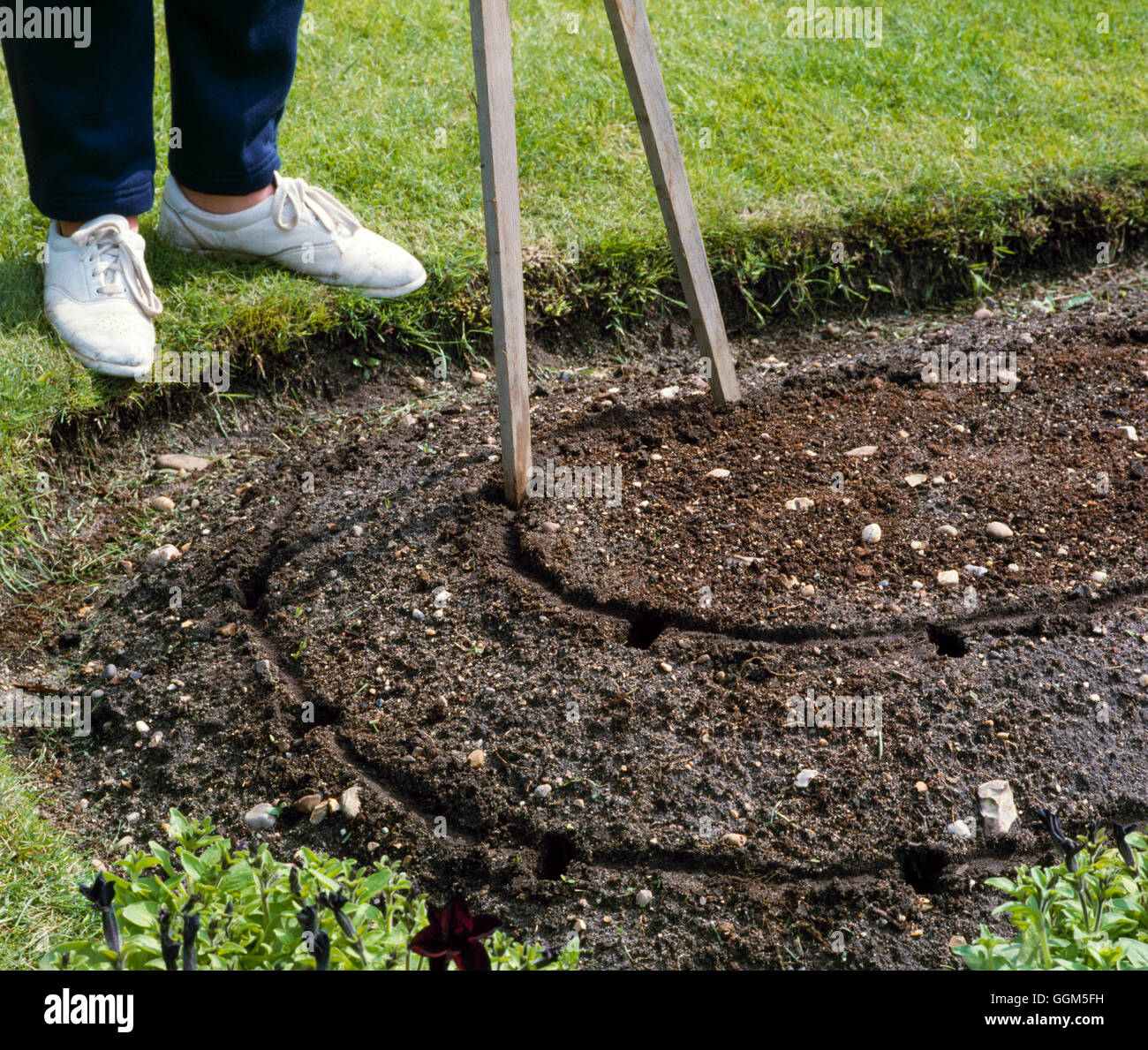 Planting - Annuals - Marking out design using `dividers'   TAS043540 Stock Photo